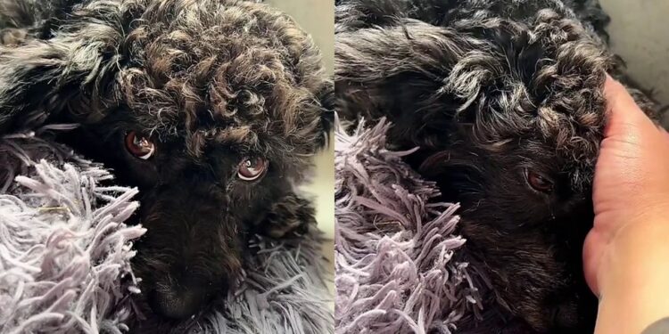 Cadelinha fica triste após ver amiga de rua ser levada para abrigo e história emociona a internet