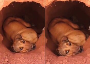 Grávida e sem abrigo, cadela cava buraco na terra para salvar os filhotes e história emociona moradores da região