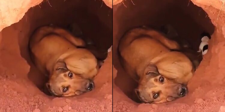 Grávida e sem abrigo, cadela cava buraco na terra para salvar os filhotes e história emociona moradores da região