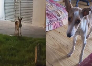 Homem para no meio da rua ao ver cadela extremamente magra e gesto simples muda destino do animal abandonado