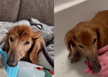 Cachorrinho idoso esquece a própria casa mas se acalma ao sentir o cheiro da pessoa que mais ama