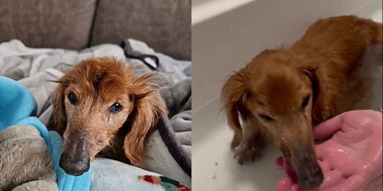 Cachorrinho idoso esquece a própria casa mas se acalma ao sentir o cheiro da pessoa que mais ama