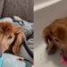 Cachorrinho idoso esquece a própria casa mas se acalma ao sentir o cheiro da pessoa que mais ama