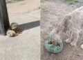 Debaixo de quilos de pelos havia um cachorro à beira do limite