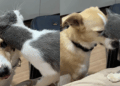 Gatinha em lar temporário usa charme para conquistar cachorro e ganhar adoção