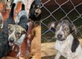 Voluntários não entendem por que o cachorro mais carinhoso nunca foi adotado e continua esperando por uma chance