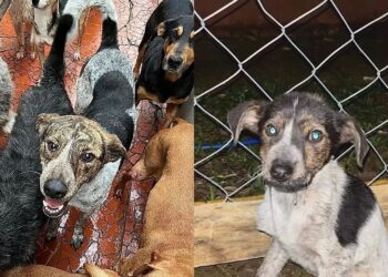 Voluntários não entendem por que o cachorro mais carinhoso nunca foi adotado e continua esperando por uma chance