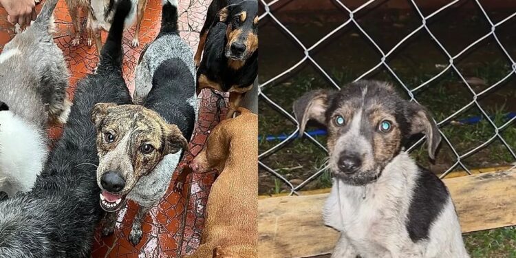Voluntários não entendem por que o cachorro mais carinhoso nunca foi adotado e continua esperando por uma chance