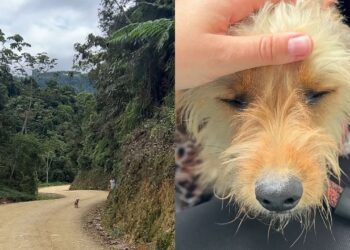 Veterinária encontra cachorro assustado em estrada de terra e o que acontece depois emociona quem acompanha o resgate