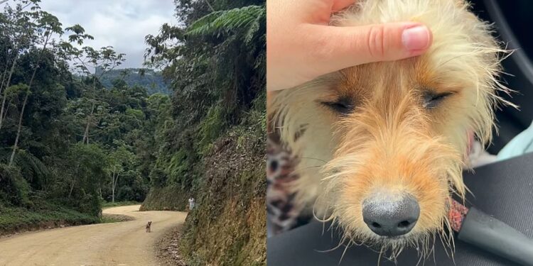 Veterinária encontra cachorro assustado em estrada de terra e o que acontece depois emociona quem acompanha o resgate