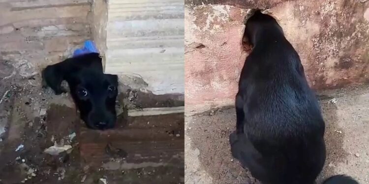 Filhote prende cabeça em buraco no muro e mobiliza resgate no interior de São Paulo
