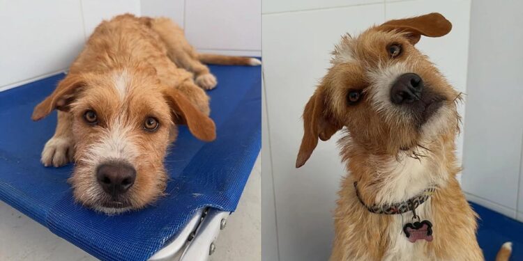 Após ser resgatado no meio da Rodovia Anhanguera, Gabo enfrenta devolução e espera nova chance