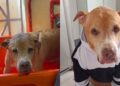 Após anos acorrentado, Hulk encontra nova chance e mostra o valor da adoção de cães idosos