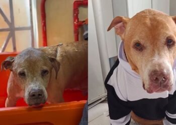 Após anos acorrentado, Hulk encontra nova chance e mostra o valor da adoção de cães idosos