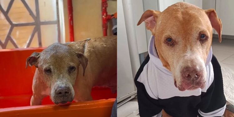 Após anos acorrentado, Hulk encontra nova chance e mostra o valor da adoção de cães idosos