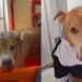 Após anos acorrentado, Hulk encontra nova chance e mostra o valor da adoção de cães idosos