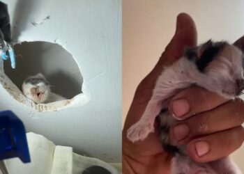 “Não acredito nisso” Homem sobe para consertar lâmpada e encontra algo inesperado no teto