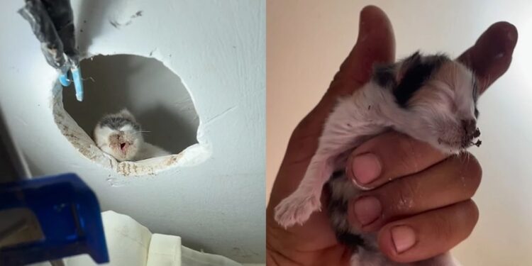 “Não acredito nisso” Homem sobe para consertar lâmpada e encontra algo inesperado no teto