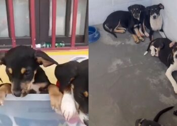 Ignorados por causa da aparência, cinco filhotes ainda sonham com um lar