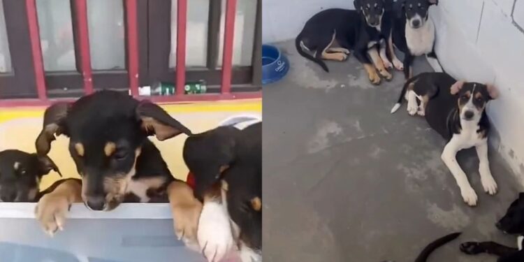 Ignorados por causa da aparência, cinco filhotes ainda sonham com um lar