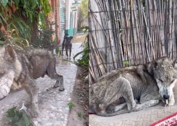 Cachorro viveu anos negligenciado dentro de casa e resgate revela realidade chocante