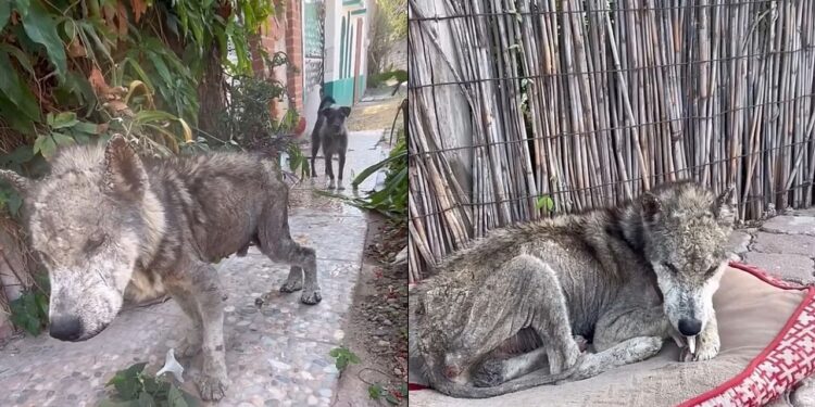 Cachorro viveu anos negligenciado dentro de casa e resgate revela realidade chocante