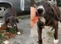 Filhote é encontrado sozinho e vulnerável na rua e ganha uma nova chance após ser resgatado por jovem