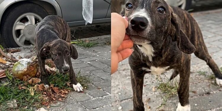 Filhote é encontrado sozinho e vulnerável na rua e ganha uma nova chance após ser resgatado por jovem