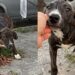 Filhote é encontrado sozinho e vulnerável na rua e ganha uma nova chance após ser resgatado por jovem