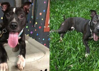 Pitbull resgatado mostra que preconceito ainda atrasa adoção de cães de porte grande