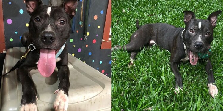 Pitbull resgatado mostra que preconceito ainda atrasa adoção de cães de porte grande