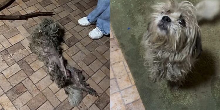 Mulher passa por “bolinha” na rua, volta para conferir e descobre um filhote debilitado