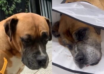 Boxer idoso enfrenta cobra coral para proteger casa e mobiliza moradores