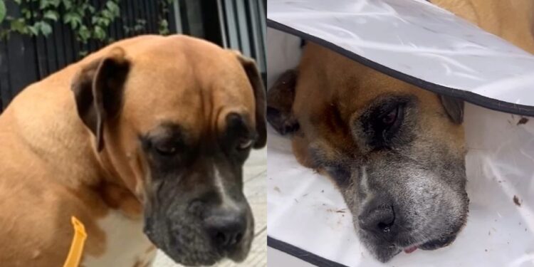 Boxer idoso enfrenta cobra coral para proteger casa e mobiliza moradores