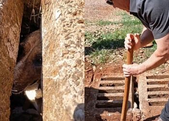 Chorinho vindo do bueiro chama atenção de moradores e termina em resgate emocionante