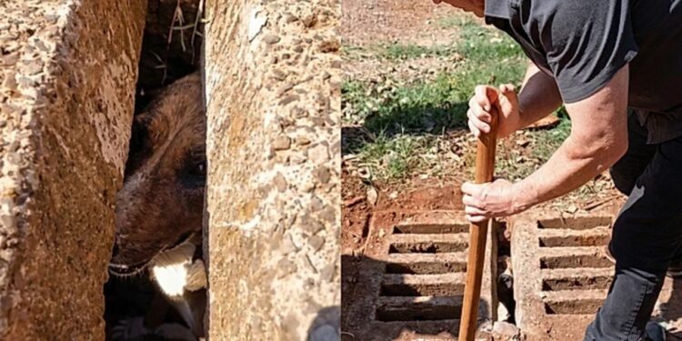 Chorinho vindo do bueiro chama atenção de moradores e termina em resgate emocionante