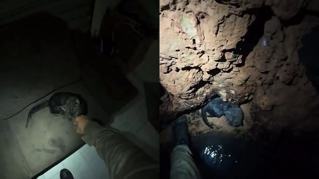 gato encontrado no poço