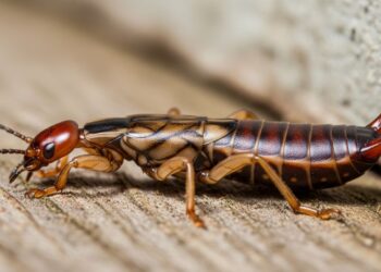 Um detalhe no jardim ou no armário pode estar atraindo tesourinhas para dentro de casa