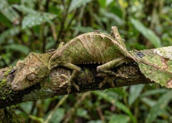animais camuflados na natureza