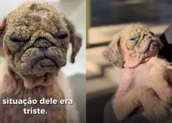 Pug resgatado com pele rachada passa por transformação emocionante após tratamento