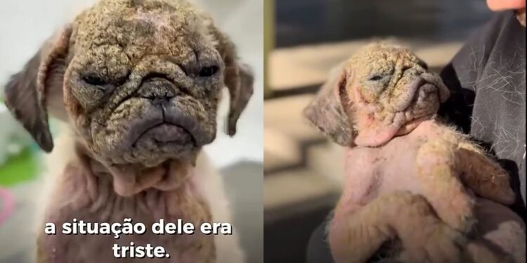 Pug resgatado com pele rachada passa por transformação emocionante após tratamento