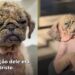Pug resgatado com pele rachada passa por transformação emocionante após tratamento