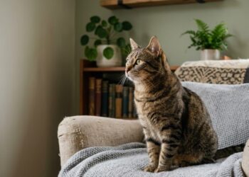gatos encarando o nada
