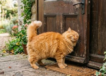 gato deixando cheiro dele nos móveis