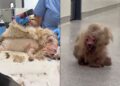 Cachorrinha é resgatada com quase 1 kg de pelos embolados e passa por transformação impressionante