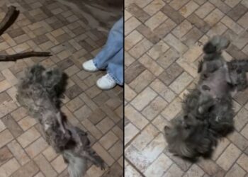 Mulher vê uma pequena bolinha de pelos parada na rua e descobre cachorro lutando para sobreviver