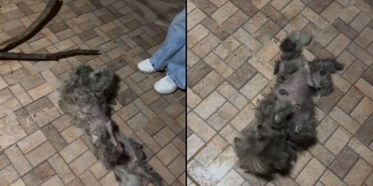 Mulher vê uma pequena bolinha de pelos parada na rua e descobre cachorro lutando para sobreviver