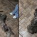 Mulher vê uma pequena bolinha de pelos parada na rua e descobre cachorro lutando para sobreviver