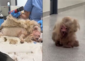 Cachorrinha é resgatada com quase 1 kg de pelos embolados e passa por transformação impressionante