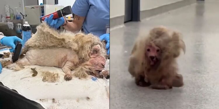 Cachorrinha é resgatada com quase 1 kg de pelos embolados e passa por transformação impressionante